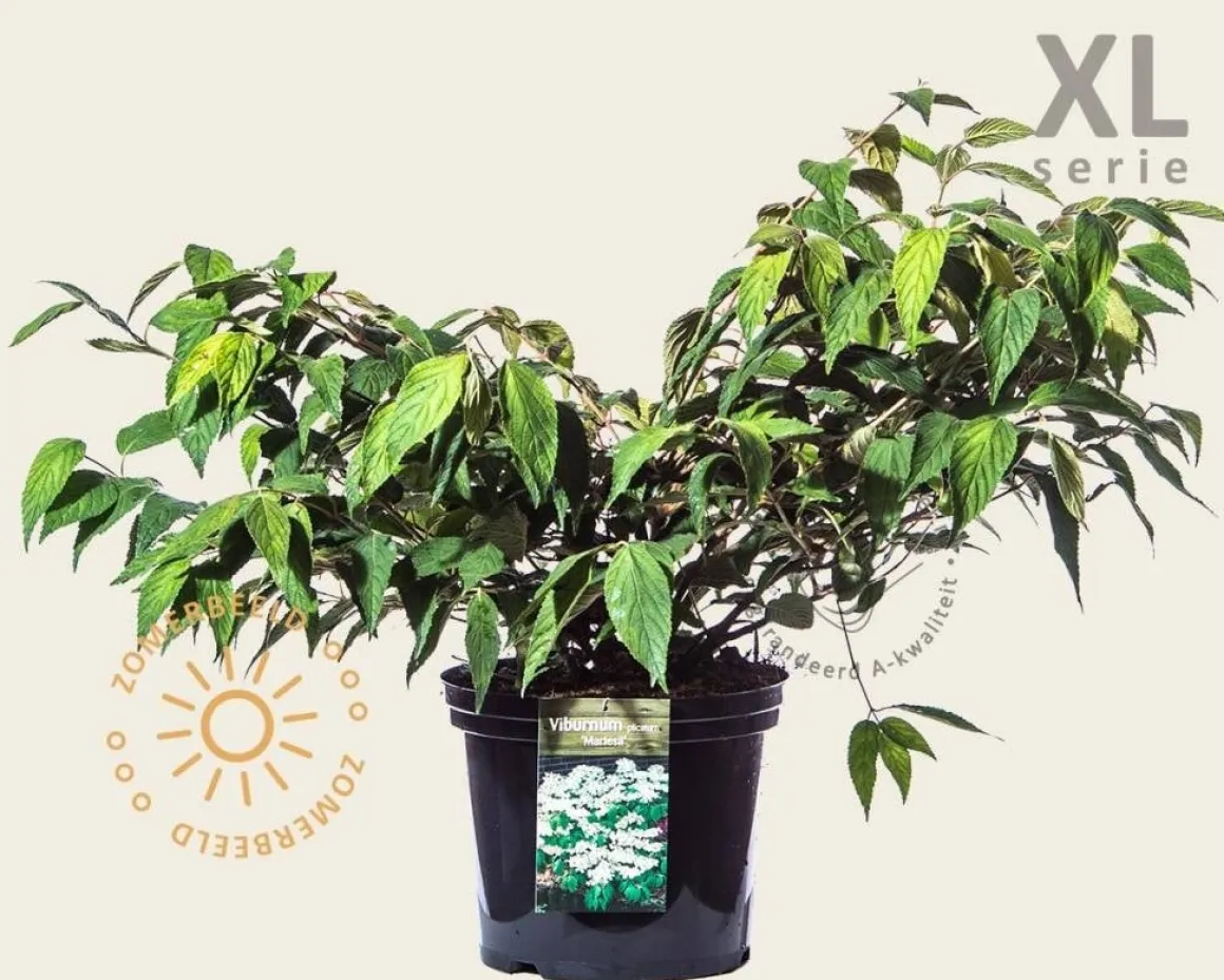 Viburnum plicatum 'Mariesii' - XL
