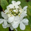 Viburnum plicatum 'Shasta'