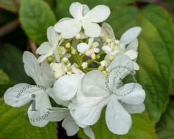 Viburnum plicatum 'Shasta'