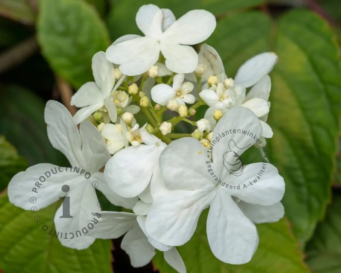 Viburnum plicatum 'Shasta'