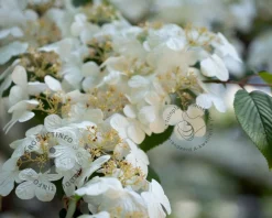 Viburnum plicatum 'Watanabe'