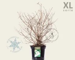 Viburnum plicatum 'Watanabe' - XL