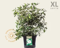 Viburnum plicatum 'Watanabe' - XL