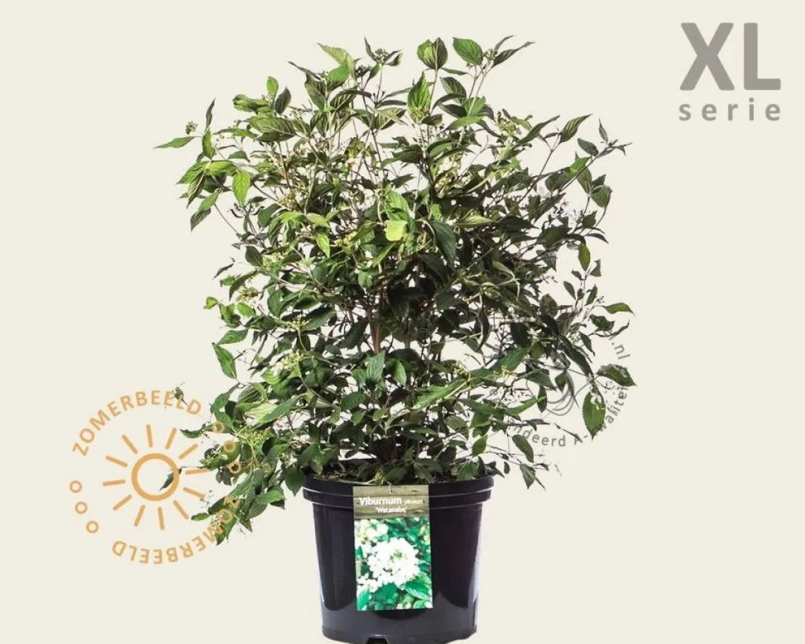 Viburnum plicatum 'Watanabe' - XL