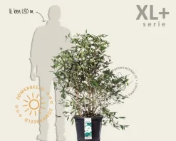 Viburnum plicatum 'Watanabe' - XL+