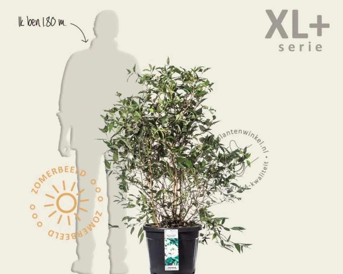 Viburnum plicatum 'Watanabe' - XL+