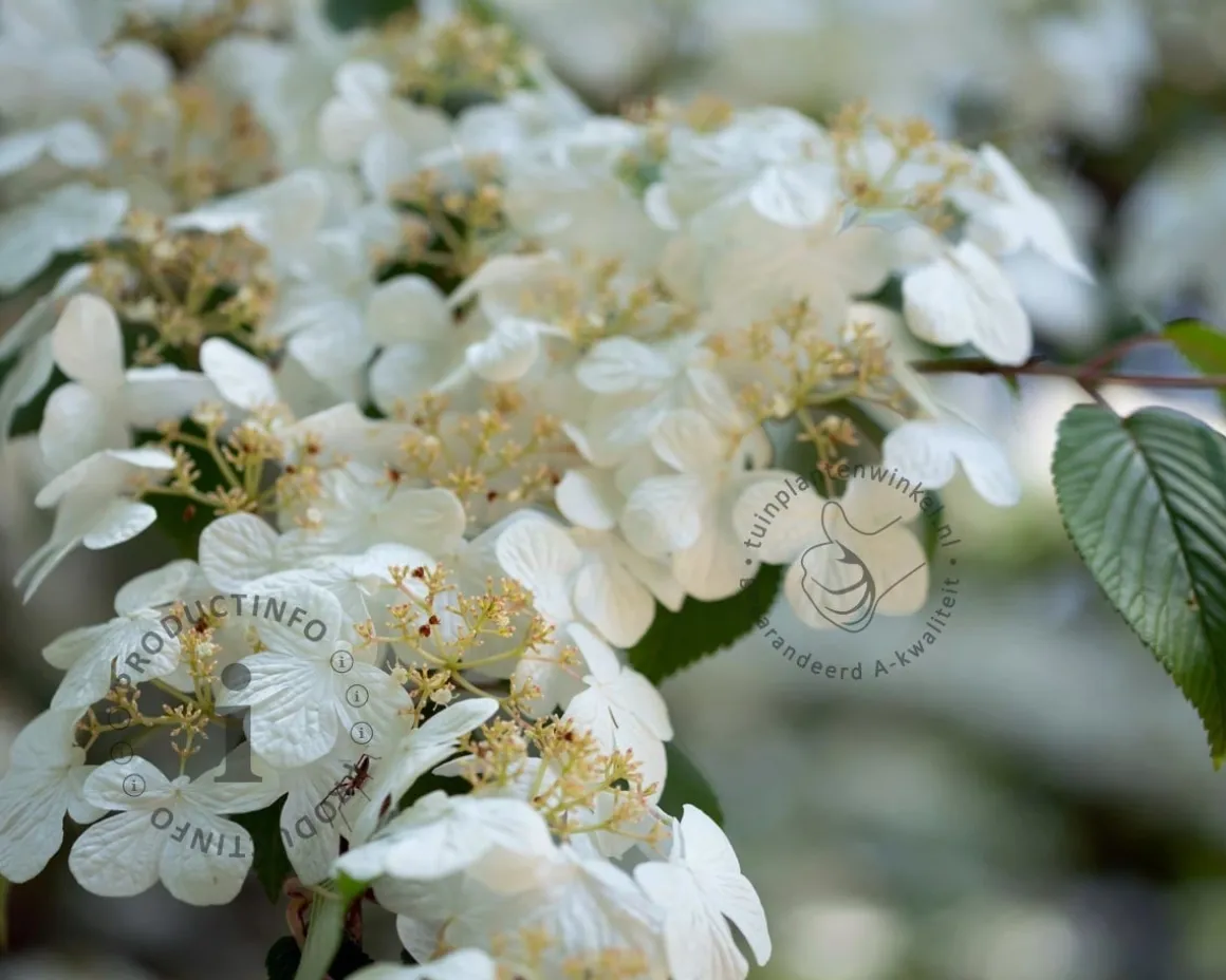 Viburnum plicatum 'Watanabe' - XL+