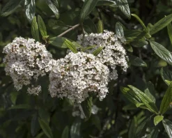 Viburnum 'Pragense' - XL