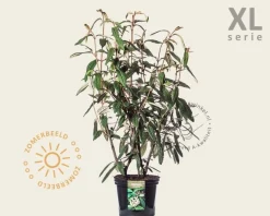 Viburnum rhytidophyllum - XL