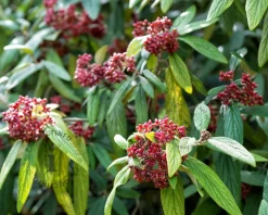 Viburnum rhytidophyllum - XL