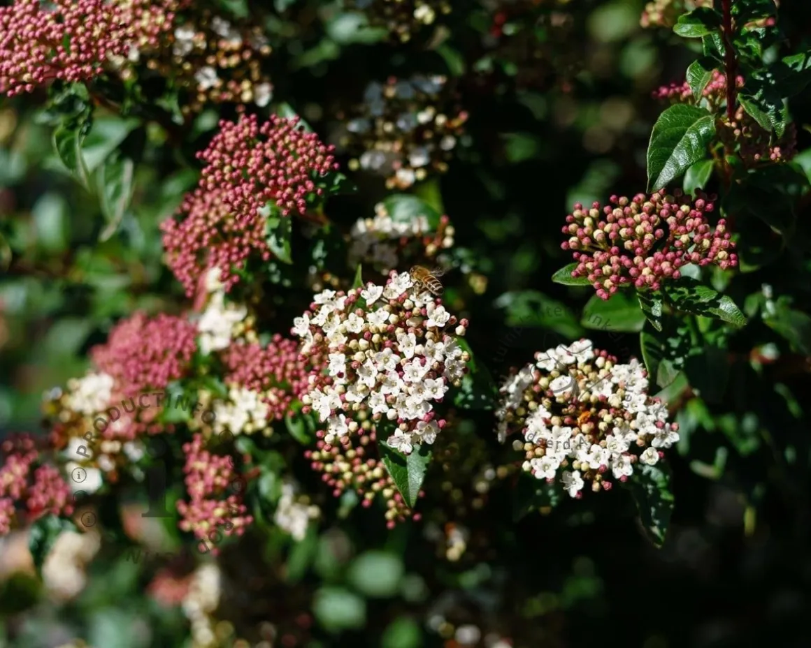 Viburnum tinus