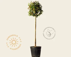 Viburnum tinus 'Eve Price' op stam
