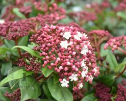 Viburnum tinus 'Gwenllian'