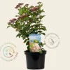 Viburnum tinus 'Lisarose'