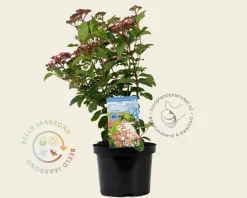 Viburnum tinus 'Lisarose'