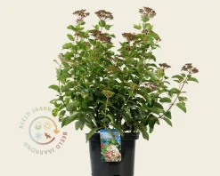 Viburnum tinus 'Lisarose'