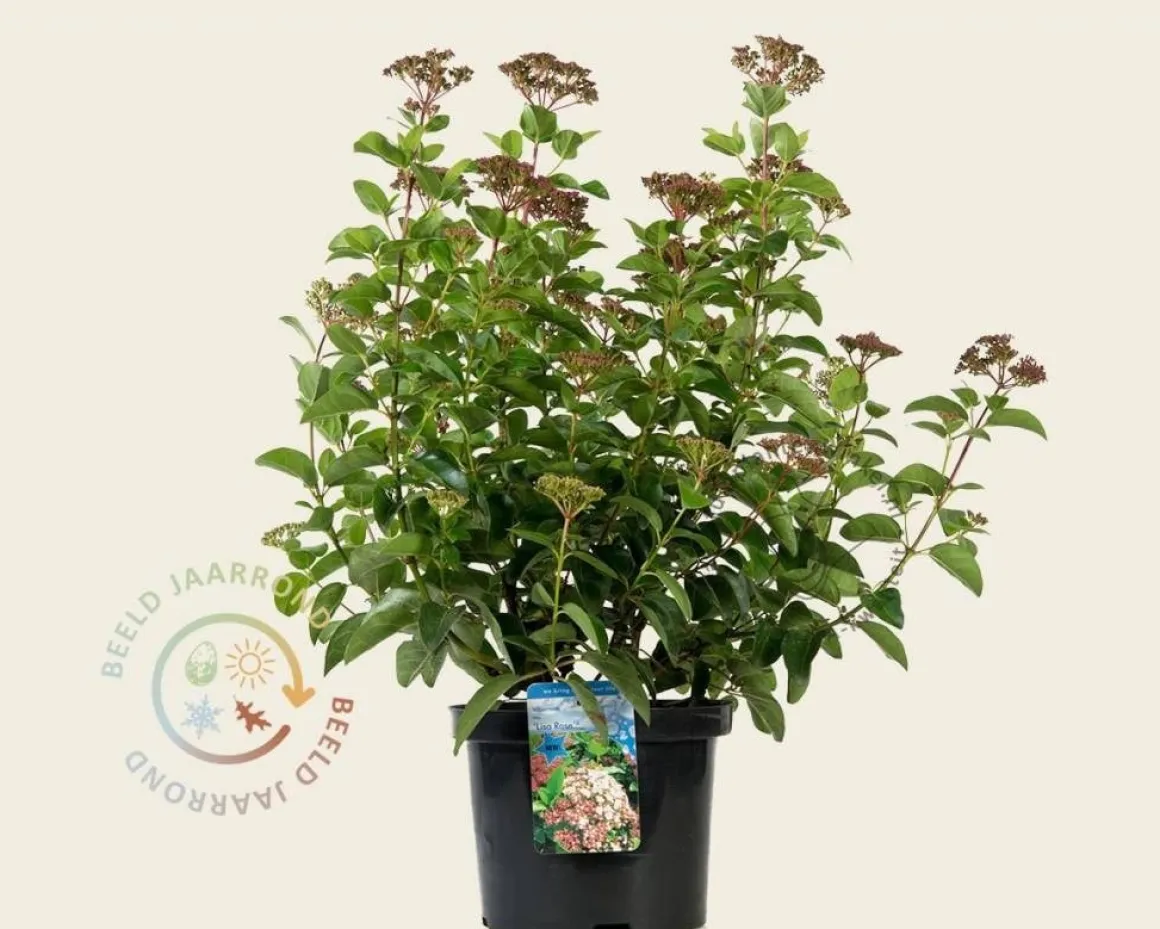 Viburnum tinus 'Lisarose'