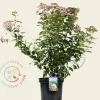 Viburnum tinus 'Lisarose'