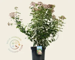 Viburnum tinus 'Lisarose'