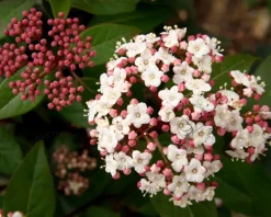 Viburnum tinus 'Lisarose'