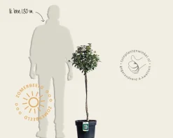 Viburnum tinus - op stam