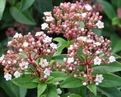 Viburnum tinus 'Spirit'