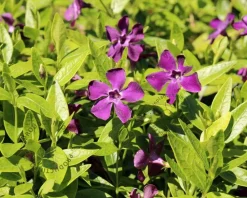 Vinca minor 'Atropurpurea'