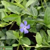 Vinca minor | Maagdenpalm