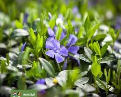 Vinca minor | Maagdenpalm