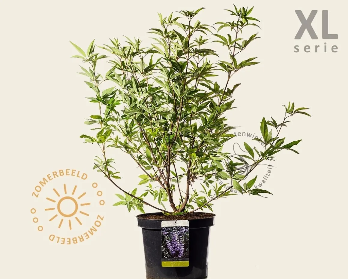 Vitex agnus-castus - XL