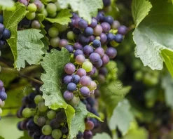 Vitis 'Boskoop Glory' - XL