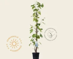 Vitis vinifera 'Boskoop Glory'