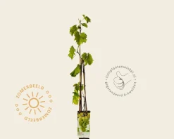 Vitis vinifera 'Fanny'