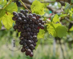 Vitis vinifera 'Frankenthaler'