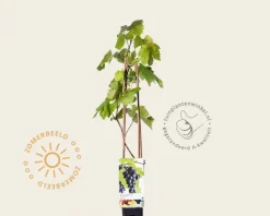 Vitis vinifera 'Heike'