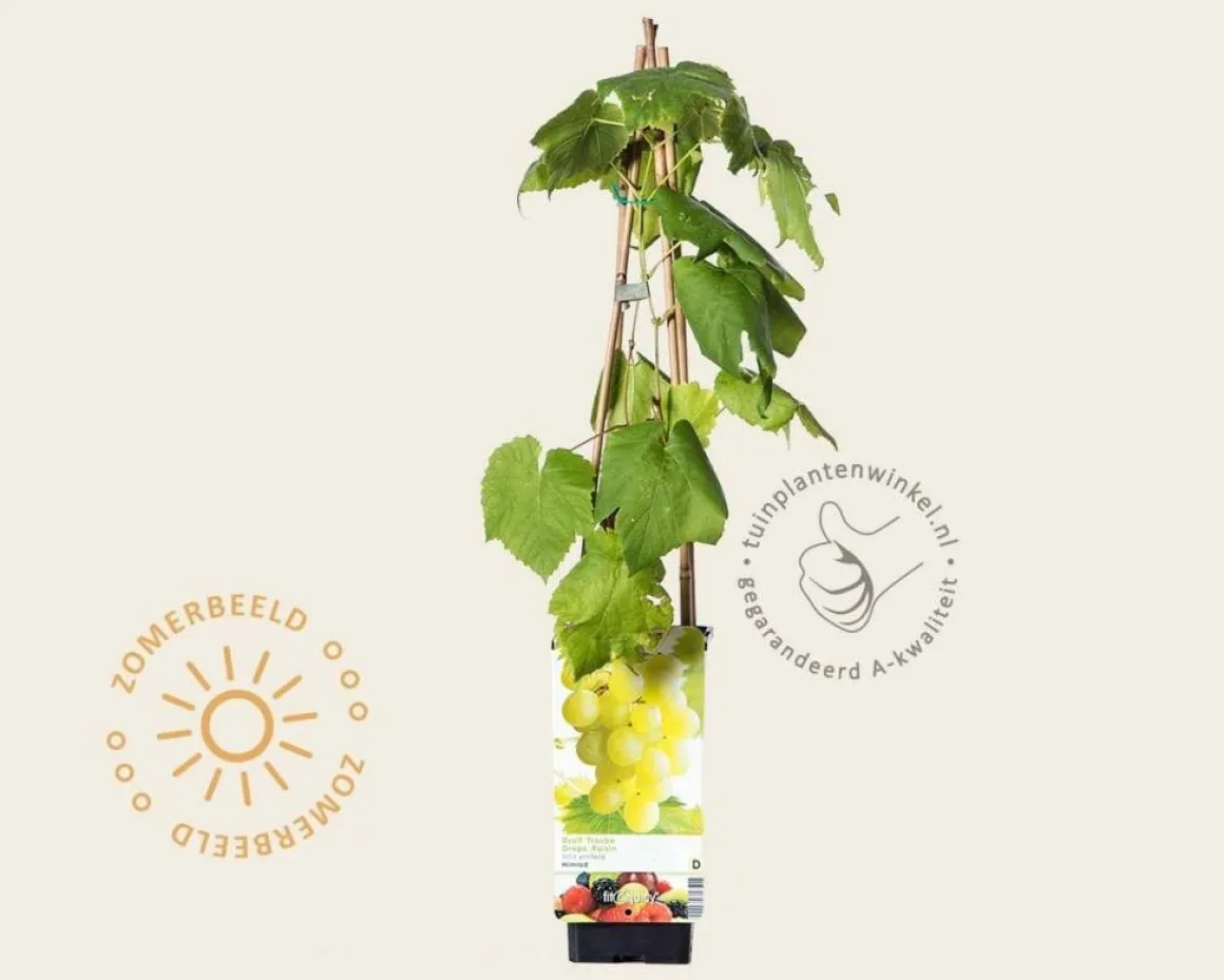 Vitis vinifera 'Himrod'
