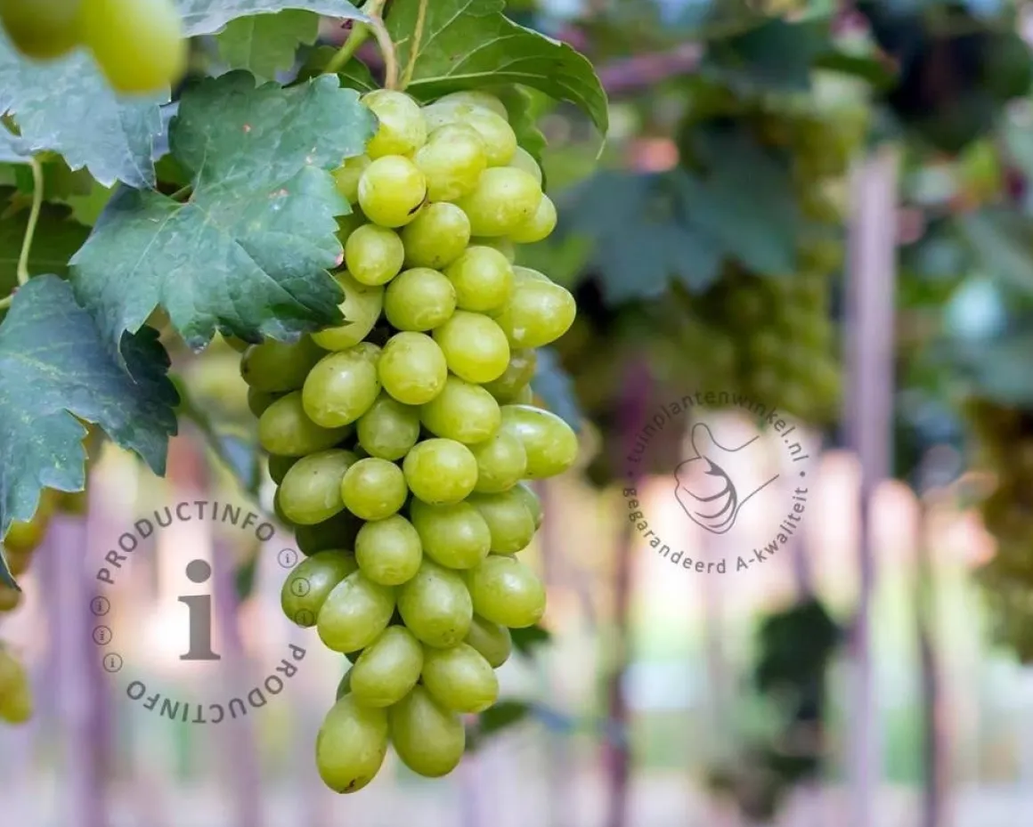 Vitis vinifera 'Himrod'