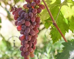 Vitis vinifera 'Katharina'