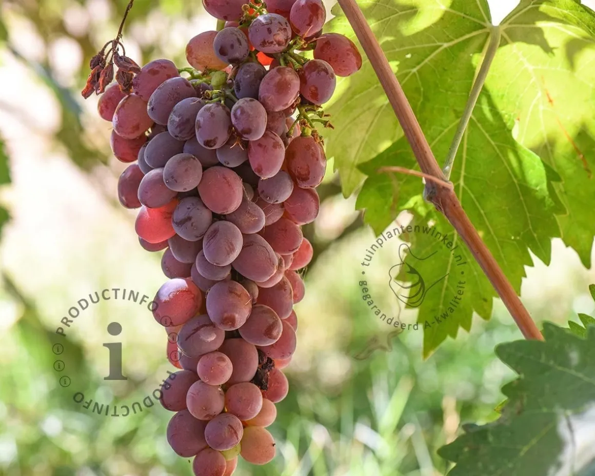 Vitis vinifera 'Katharina'