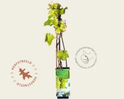 Vitis vinifera 'Muskaat van Alexandrië'