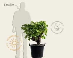 Vitis vinifera - oude druivenstronk