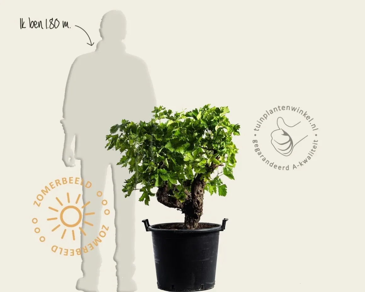 Vitis vinifera - oude druivenstronk