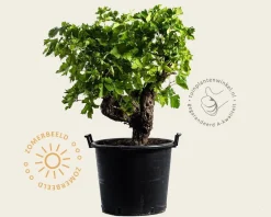 Vitis vinifera - oude druivenstronk