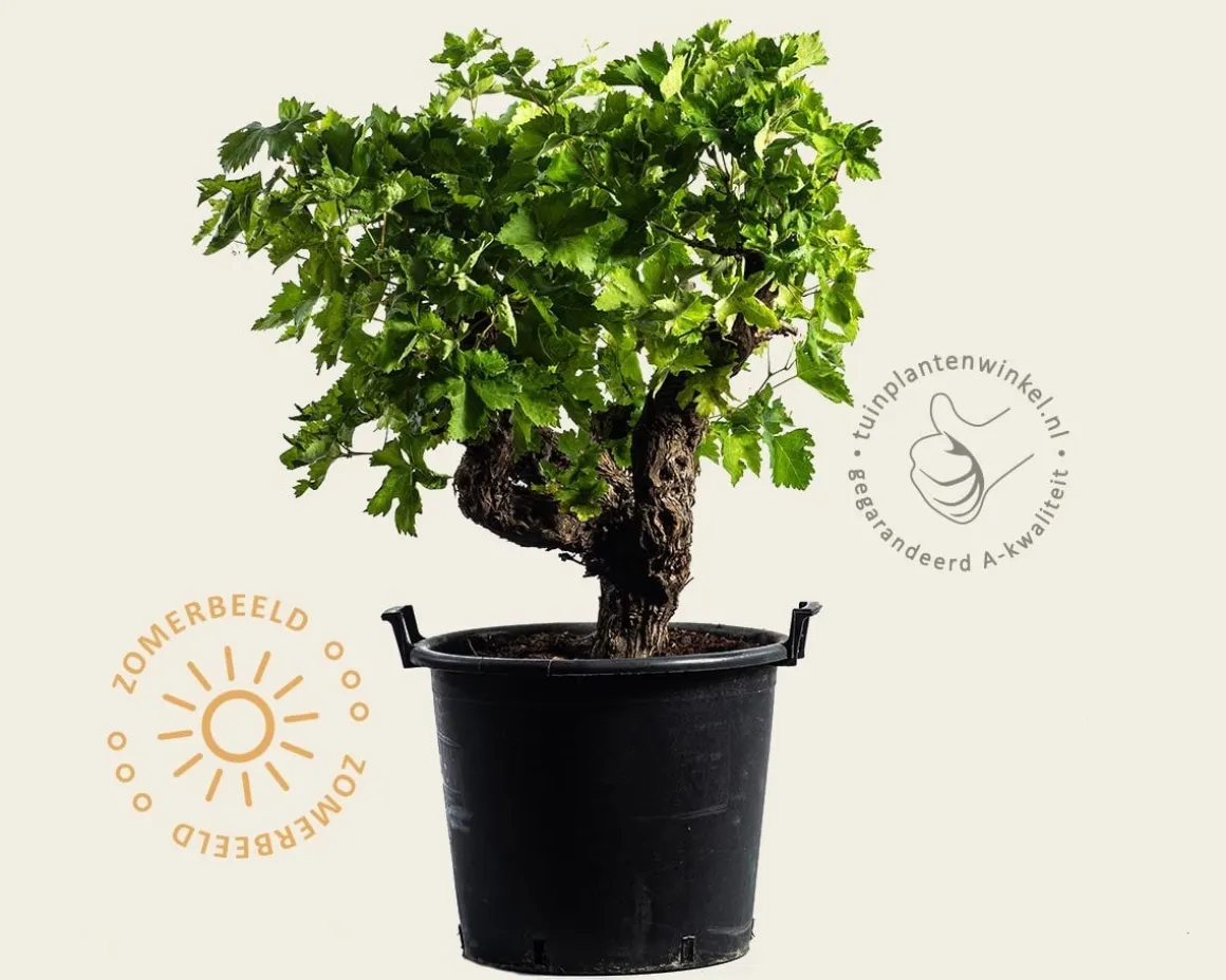Vitis vinifera - oude druivenstronk