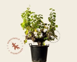 Vitis vinifera - oude druivenstronk
