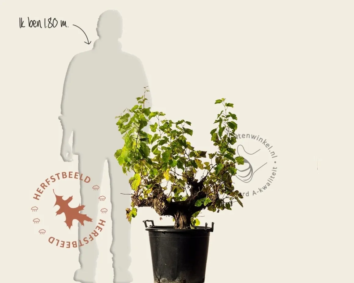 Vitis vinifera - oude druivenstronk
