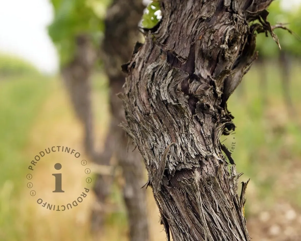 Vitis vinifera - oude druivenstronk