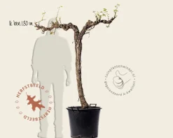 Vitis vinifera - oude halfstam 2-arm