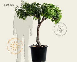 Vitis vinifera - oude halfstam 2-arm