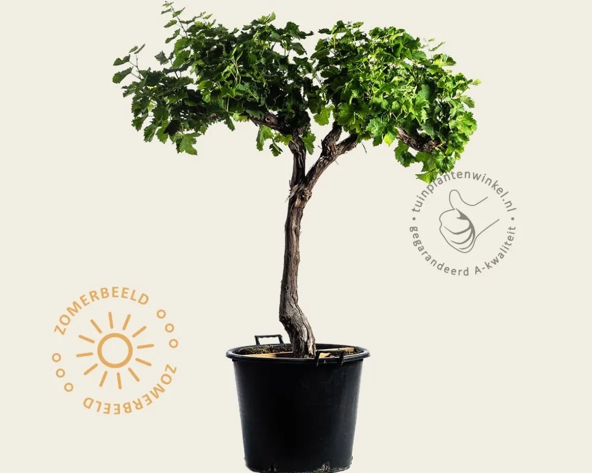Vitis vinifera - oude halfstam 2-arm